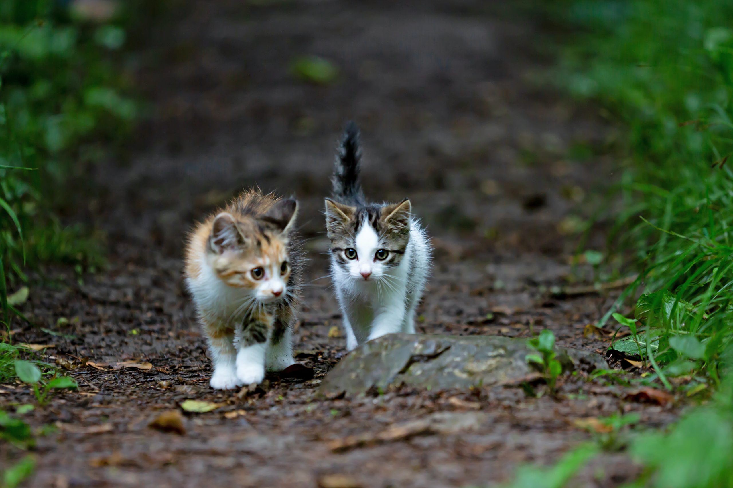 Les Differents Comportements D Un Chat Male Et Femelle Quel Choix