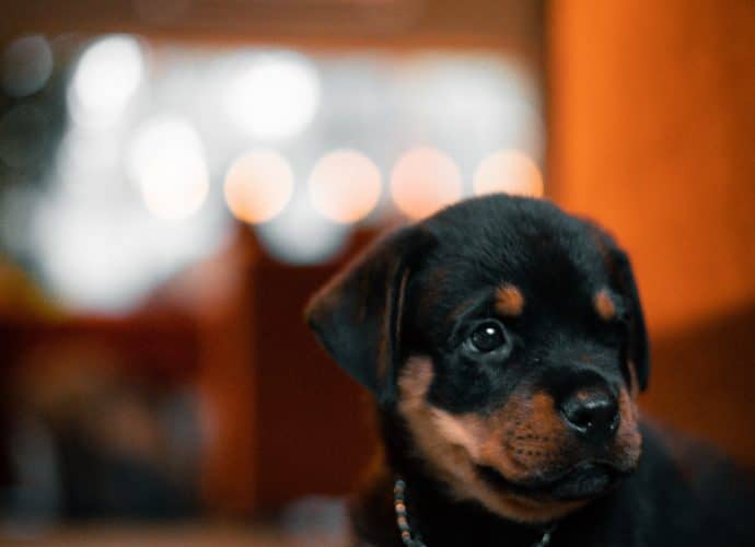 chiot_rott