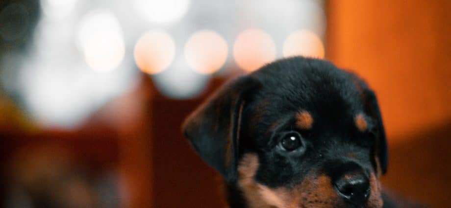 chiot_rott