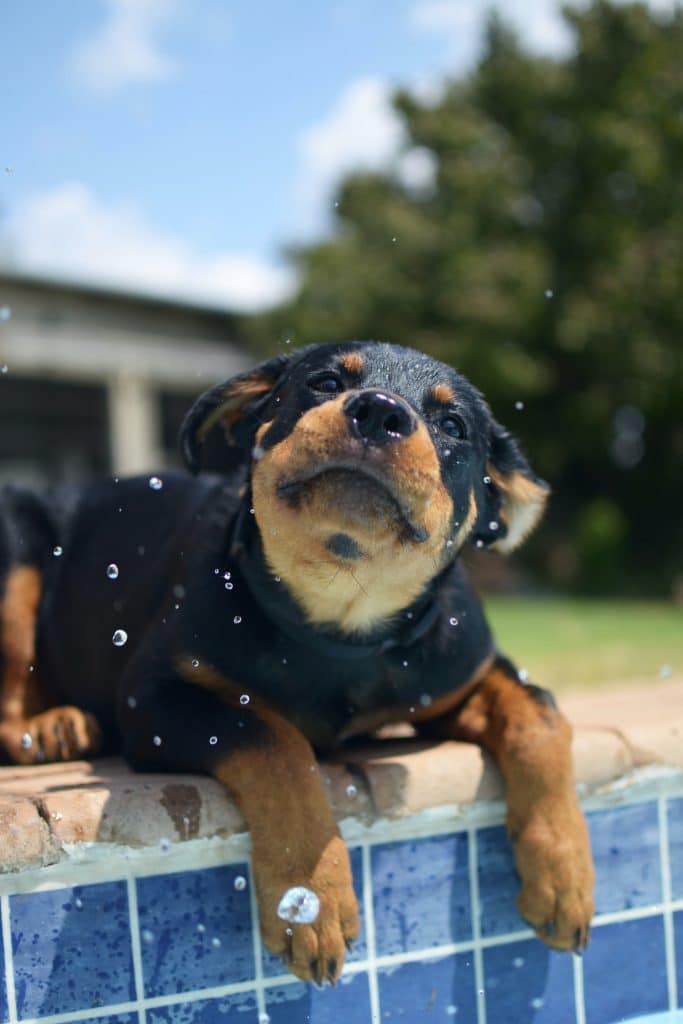 chiot_rott_piscine